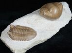 Beautiful Asaphus & Illaenus Trilobite Plate #11989-3